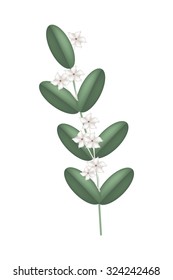 Beautiful Flower, Illustration of White Stephanotis Floribunda Flowers or Madagascar Jasmine Flowers on Green Leaves.