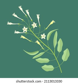 Beautiful Flower, Illustration of White Tuberose Flowers or Night Blooming Jasmine with Green Leaves.
