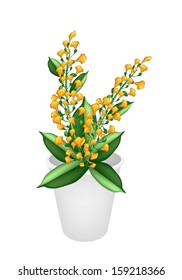 Beautiful Flower, An Illustration Yellow Color of Padauk Flower or Papilionoideae Flower in Flowerpot for Garden Decoration. 