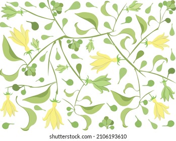 Beautiful Flower, Illustration of Yellow Color of Climbing Ylang-Ylang Flowers Background
