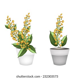 Beautiful Flower, Illustration Yellow Color of Padauk Flower or Papilionoideae Flower in Terracotta Pot for Garden Decoration. 