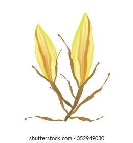 Beautiful Flower, Illustration of Beautiful Yellow Equiphyllum Flowers Isolated on A White Background