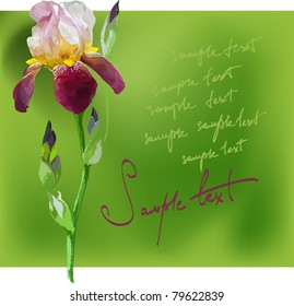 Beautiful flower iris on a green background no avtotreysing, exclusively hand-drawing