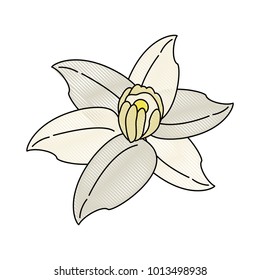 Beautiful flower isolated