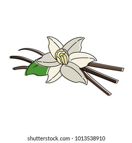Beautiful flower isolated