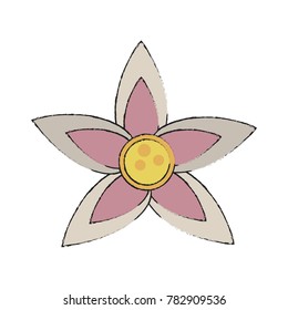 Beautiful flower isolated