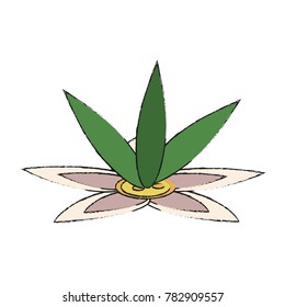 Beautiful flower isolated