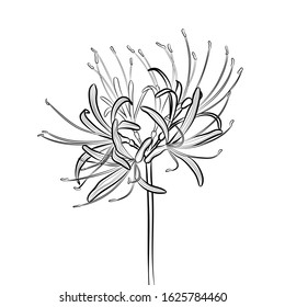 Beautiful flower (Lycoris radiata, red spider lily). Line drawing. Black and white illustration. Vector. svg