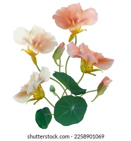 Beautiful flower. Nasturtium. Floral background. Isolated. Round leaves. Green. Pink.