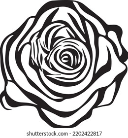 Beautiful flower on white background 