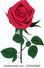 Beautiful flower on white background 