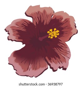 beautiful flower on white background