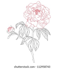 Beautiful flower peony and unblown bud