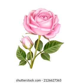 Beautiful flower of pink rose with leaves isolated on a white background. Realistic 3D vector illustration of lovely rose. Floral design element