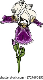 Beautiful flower for postcard or ceramic plate