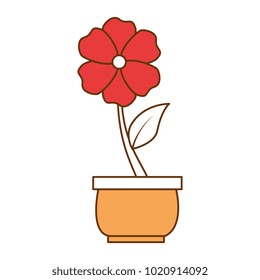beautiful flower in pot