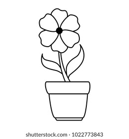 beautiful flower in pot
