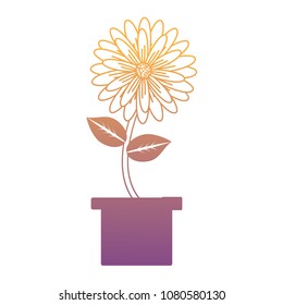 beautiful flower in a pot