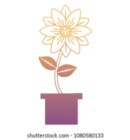 beautiful flower in a pot