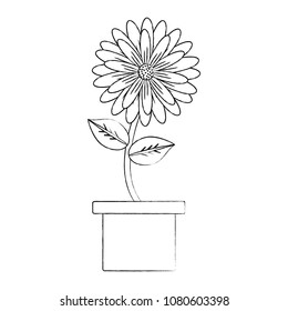 beautiful flower in a pot