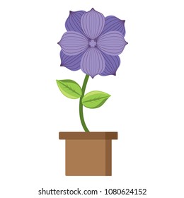 beautiful flower in a pot