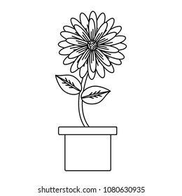 beautiful flower in a pot