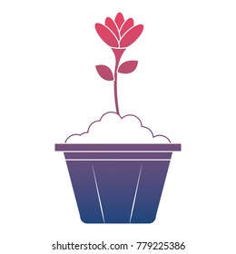 beautiful flower in pot