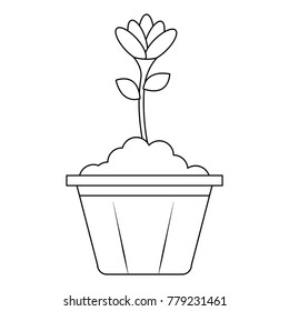beautiful flower in pot