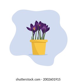 Beautiful flower in a pot. Plant in a pot. Crocus. Flat vector illustration