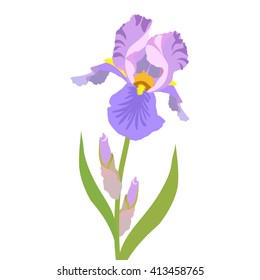 Beautiful Flower of purple iris