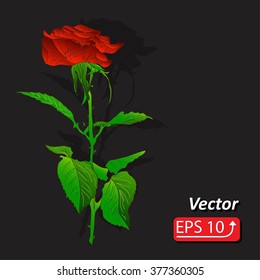 Beautiful flower red rose isolated on black background Perfect for background greeting cards and invitations of the wedding, birthday, Valentine's Day, Mother's Day. Vector illustration
