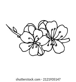 beautiful flower sakura  drawing isolated vector illustration design