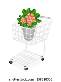 Beautiful Flower, A Shopping Cart Full with Fresh Crown of Thorn or Euphorbia Milii Flowers in Flowerpot for Garden Decoration. 