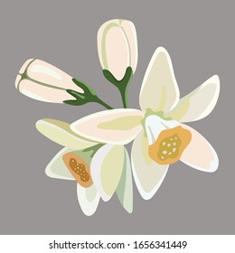 Beautiful flower vector design, flower vector art and illustration isolated on white background