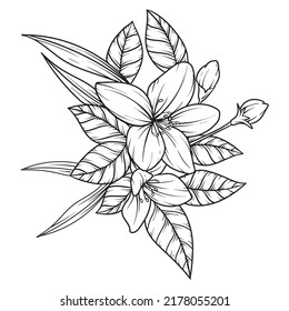 bonito dibujo de flores o flores silvestres