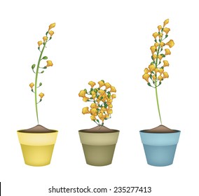 Beautiful Flower, Yellow Color of Padauk Flower or Papilionoideae Flower in Ceramic Pots or Terracotta Plant Pots  for Garden Decoration. 