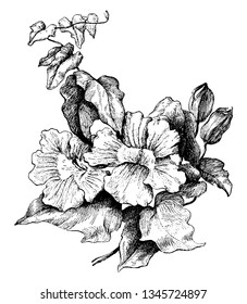 A beautiful flowering vine, whose leaves are heart-shape, beautiful pale blue or white flowers are cup-like with pale yellow to cream blue striped centers, vintage
