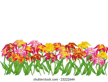 beautiful flowers
