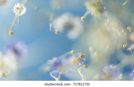 The beautiful flowers. Abstract blurred blue nature background