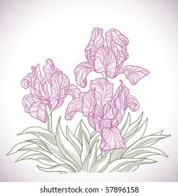 Beautiful flowers - background with iris