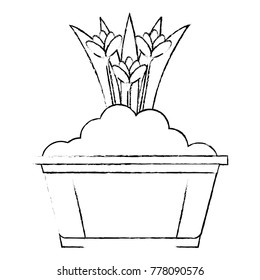 beautiful flowers cultivated in pot