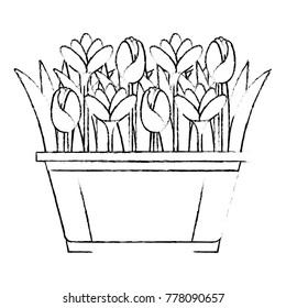 beautiful flowers cultivated in pot