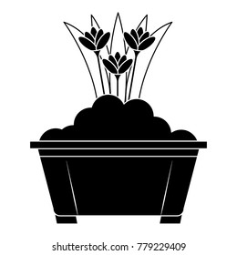 beautiful flowers cultivated in pot