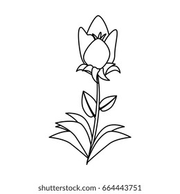 beautiful flowers design