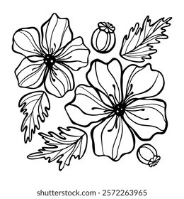 Beautiful flowers graphic. Poppy flowers. Line art