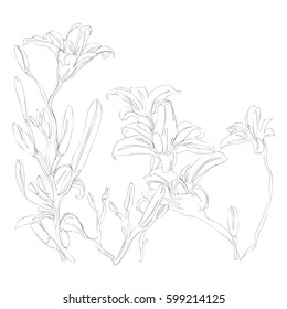 beautiful flowers line art continuous line drawing 