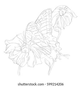 beautiful flowers line art continuous line drawing 