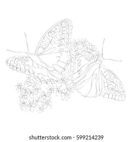 beautiful flowers line art continuous line drawing 