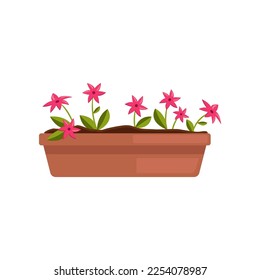 Beautiful flowers in long pot vector illustration. Cartoon drawing of pink garden plant isolated on white background. Gardening, farming, agriculture, spring concept