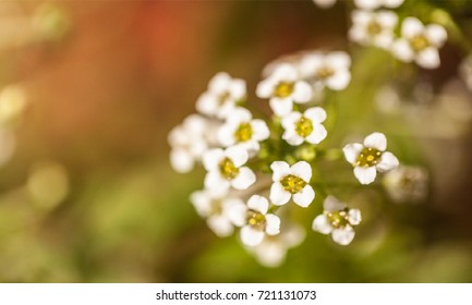 The beautiful flowers of nile in summer on shiny soft green color for flower background